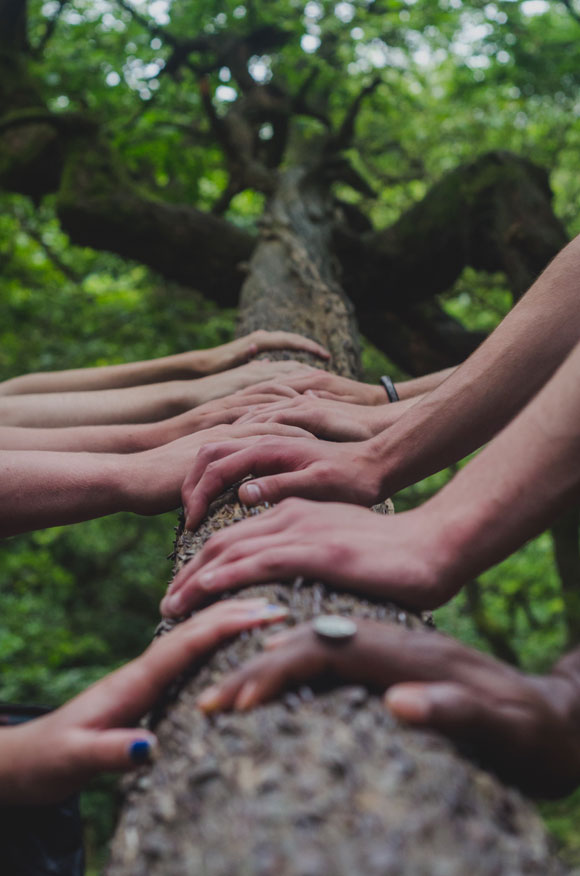 Equipe réunissant leurs mains sur un tronc d'arbre lors d'un team building sur l'écologie